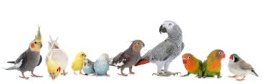 group of birds clipart