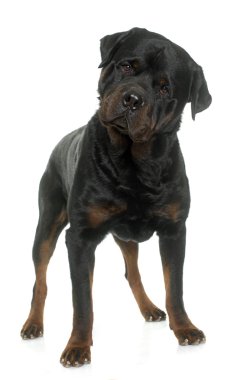 yetişkin erkek rottweiler