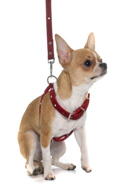 genç erkek chihuahua