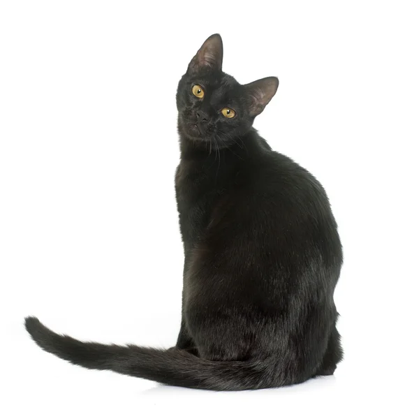 Black young cat — Stock Photo, Image