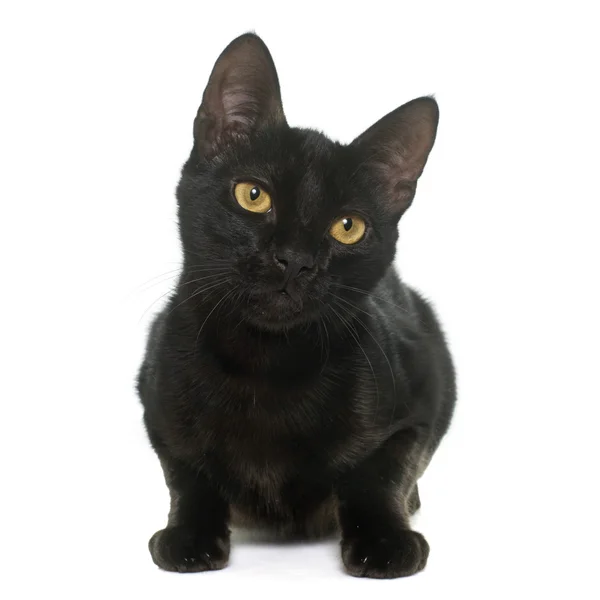 Black young cat — Stock Photo, Image