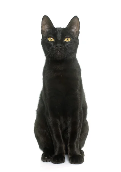 Черная молодая кошка — стоковое фото
