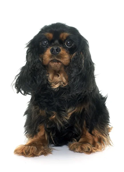 Cavalier King Charles — Stockfoto