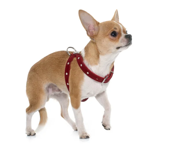 Young male chihuahua — Stock Photo, Image