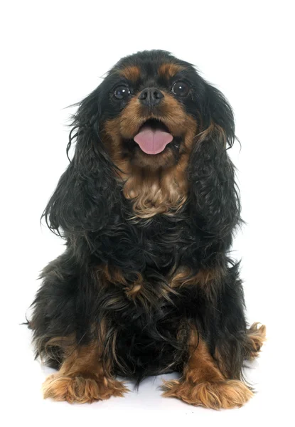 Cavalier King Charles — Φωτογραφία Αρχείου