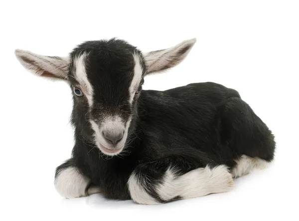 Niño blanco y negro — Foto de Stock