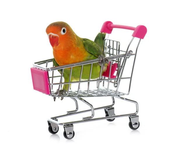 Mladá Real-time lovebird vozíku — Stock fotografie