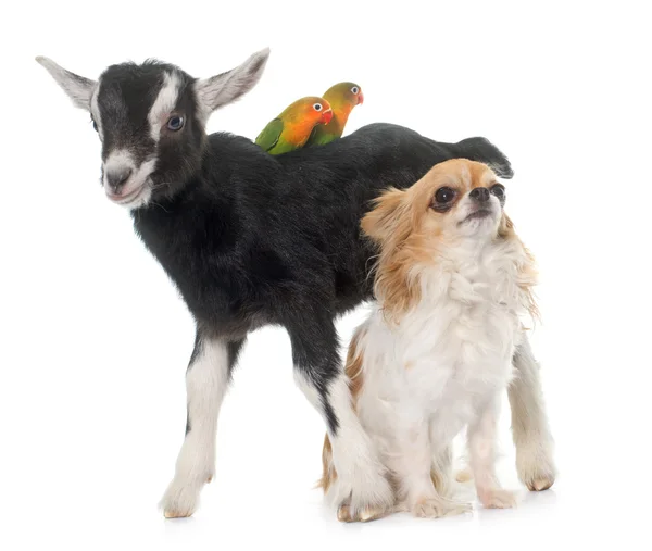 Chihuahua, bambino e Cockatiel — Foto Stock