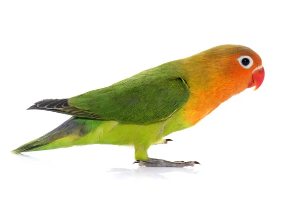 Young fischeri lovebird — Stock Photo, Image