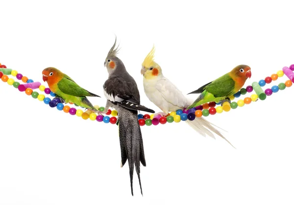 Lovebirds and cockatiel — Stock Photo, Image