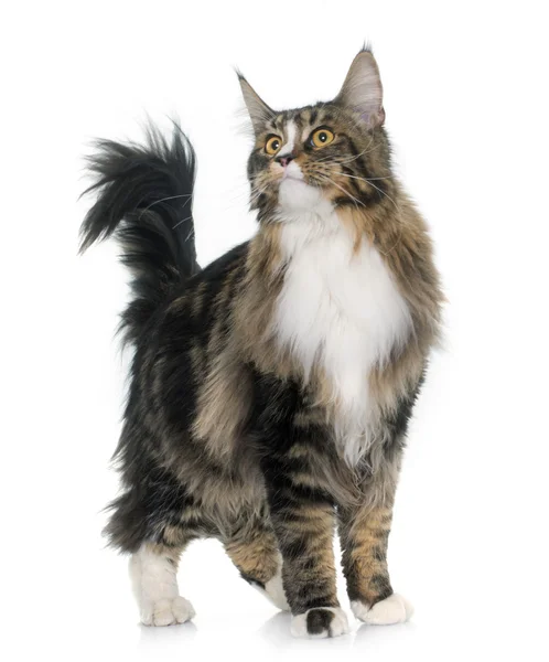 Maine Coon gatto — Foto Stock