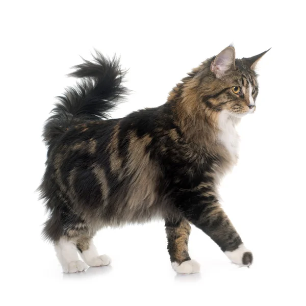 Maine coon chat — Photo