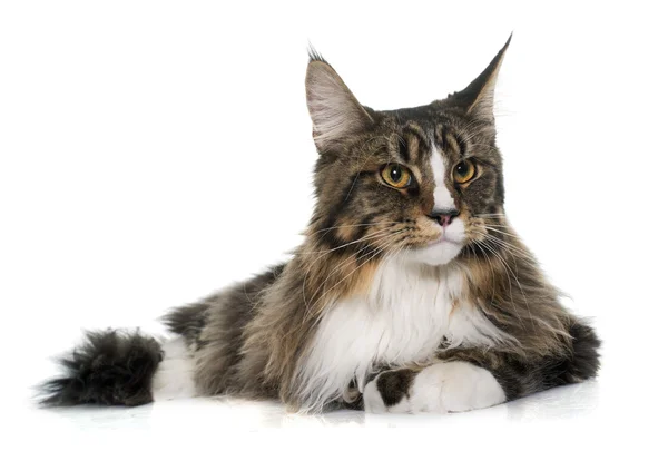 Maine coon cat — Stock Photo, Image