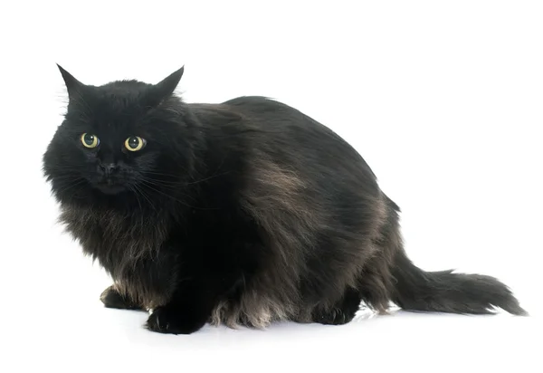Large black cat — Stock Photo, Image