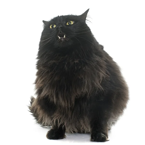 Large black cat — Stock Photo, Image