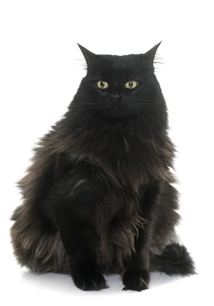 Grande gato preto — Fotografia de Stock