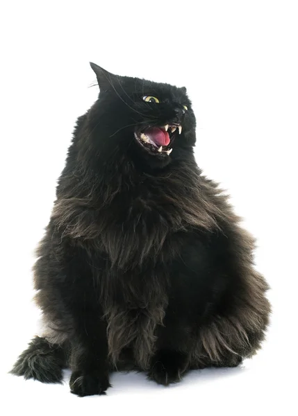 Black Cats Open Their Mouths In An Angry Meow Background, Picture