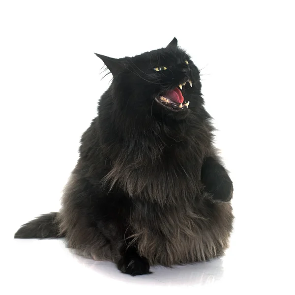 Gatto nero arrabbiato — Foto Stock