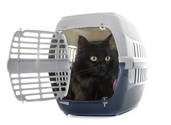 Large black cat in kennel — Stock Photo, Image