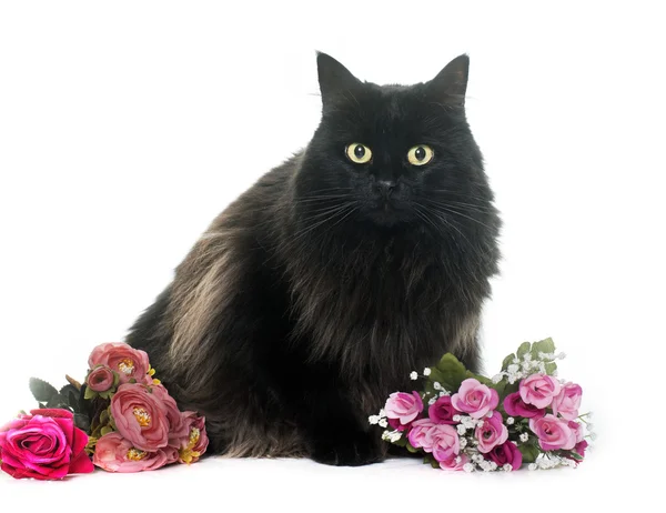 Stor svart katt och blommor — Stockfoto