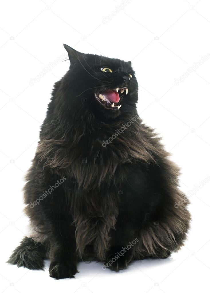 Zły czarny kot — Zdjęcie stockowe © 99017996