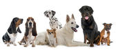 Картина, постер, плакат, фотообои "group of dogs", артикул 99534752