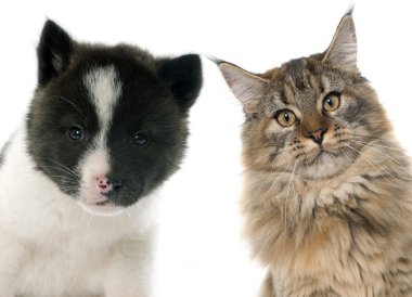 kedi ve köpek yavrusu