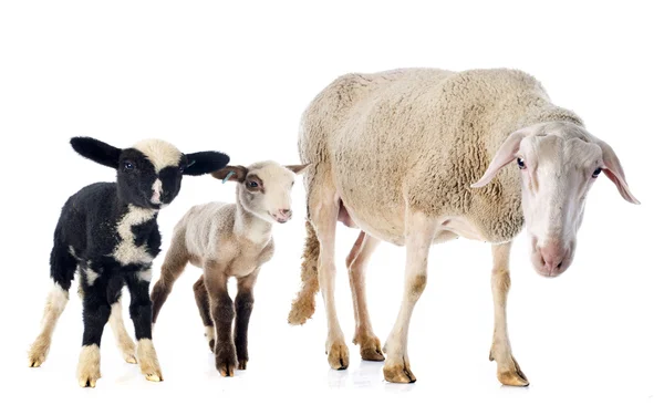 Adult ewe and lambs — Stock Photo, Image