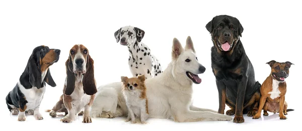 Gruppo di cani — Foto Stock