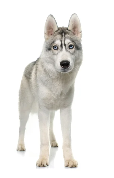 Szary siberian husky — Zdjęcie stockowe