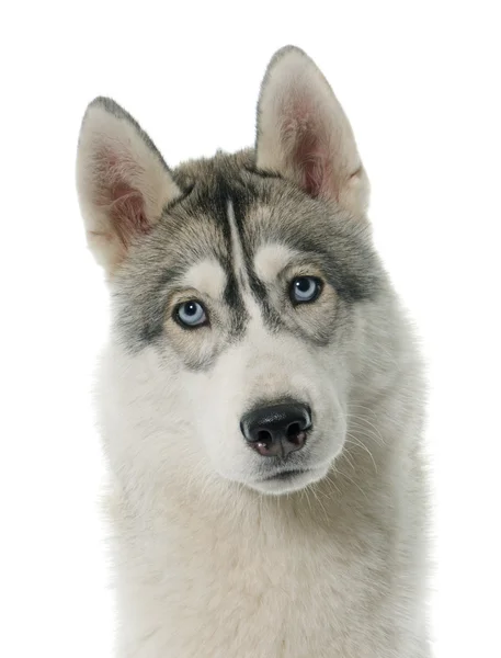 Szary siberian husky — Zdjęcie stockowe