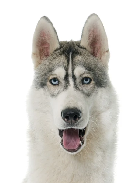 Grijze Siberische husky — Stockfoto