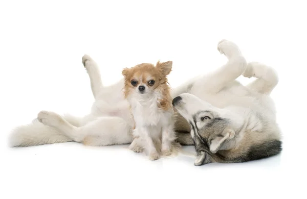 Grauer sibirischer Husky und Chihuahua — Stockfoto