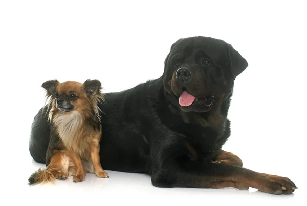 Chihuahua e rottweiler — Foto Stock