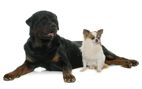 Chihuahua ve rottweiler — Stok fotoğraf