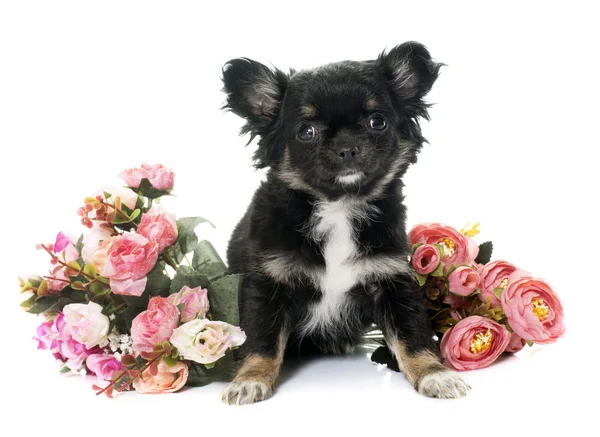 Valp chihuahua och blommor — Stockfoto