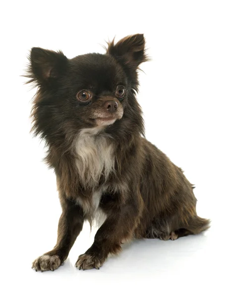 Young little chihuahua — Stock Photo, Image