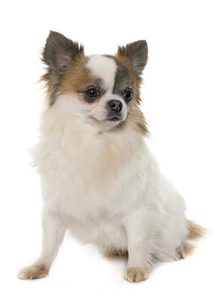 Young little chihuahua — Stock Photo, Image