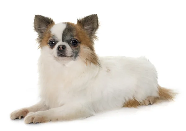 Kleiner Chihuahua — Stockfoto