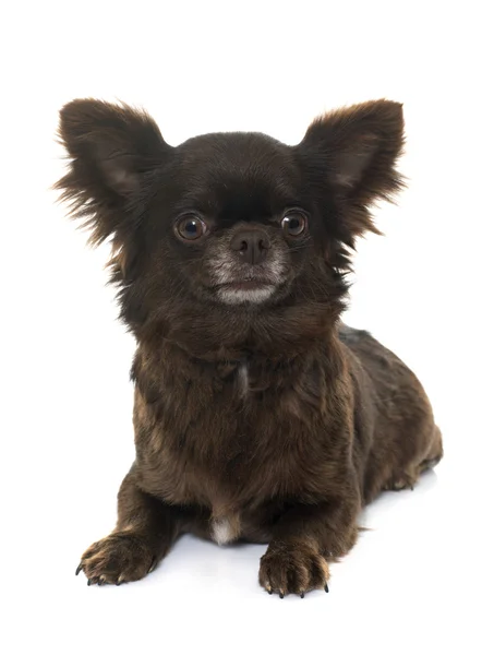 Vuxen brun chihuahua — Stockfoto