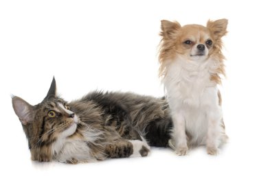Maine coon kedi ve chihuahua
