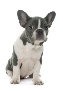 gri Fransız buldozer