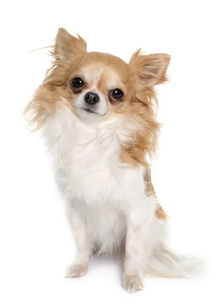 Chihuahua mit langen Haaren — Stockfoto