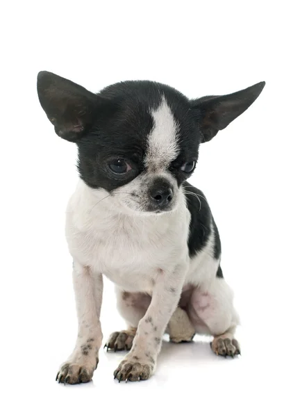 Giovane piccolo chihuahua — Foto Stock