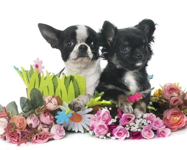 Piccoli chihuahua giovani — Foto Stock