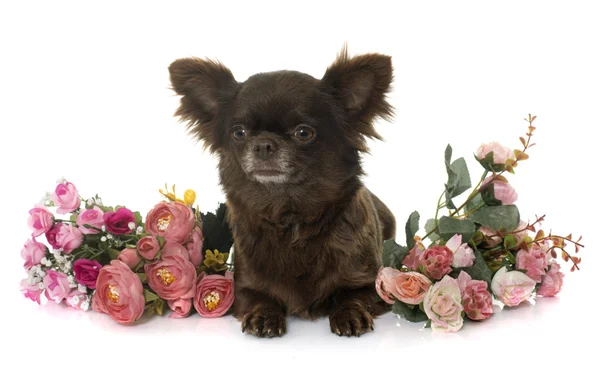 Chihuahua marrón adulto y flores — Foto de Stock