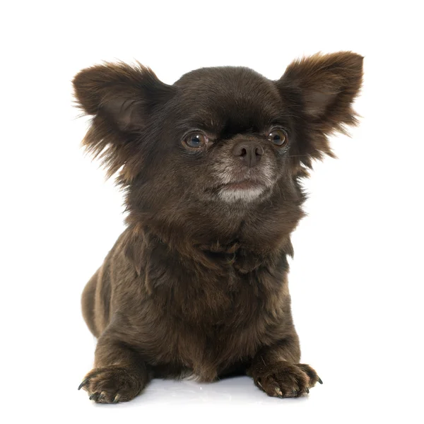 Vuxen brun chihuahua — Stockfoto