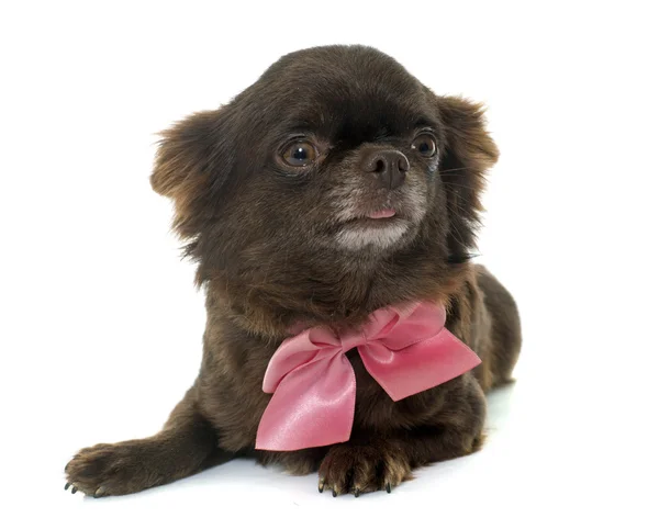 Adult brown chihuahua — Stock Photo, Image