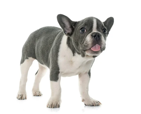 Grå fransk bulldog — Stockfoto