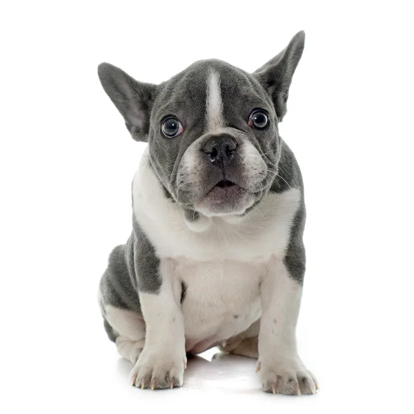 Szürke francia bulldog — Stock Fotó